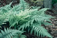 Ghost Fern (Athyrium 'Ghost') plant