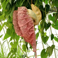 pelicanflower