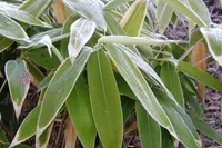 broadleaf bamboo