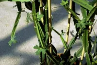 Cissus stems