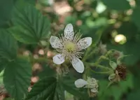 Rubus koehleri (Rubus koehleri) plant