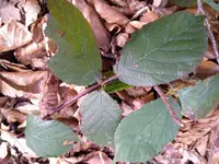 Rubus foliosus