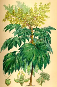 rice-paper plant (Tetrapanax papyrifer) plant