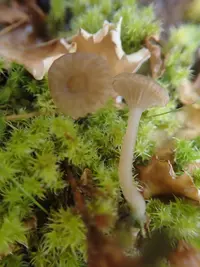 Arrhenia peltigerina