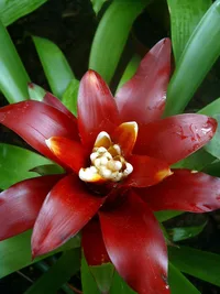 Droophead Tufted Airplant (Guzmania lingulata) plant