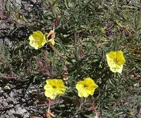 longflower evening primrose (Oenothera affinis) plant