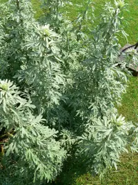 Wormwood (Artemisia absinthium) plant