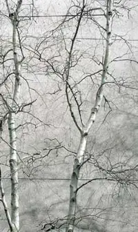 gray birch (Betula populifolia) plant