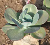 Echeveria gigantea (Echeveria gigantea) plant