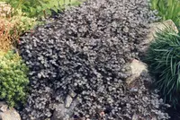 Spineless Acaena (Acaena inermis) plant