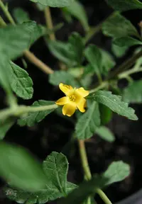 damiana