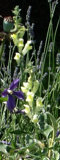 Antirrhinum braun-blanquetii