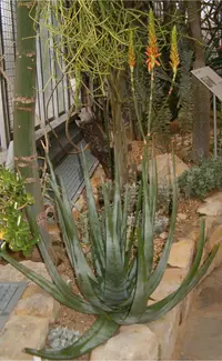 Dr Kirk's aloe