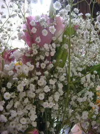 showy baby's-breath