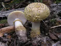 Franchet's Amanita