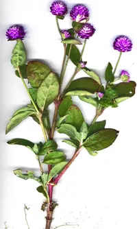 Globe amaranth