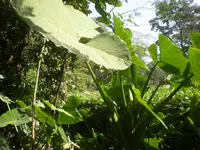 Xanthosoma wendlandii