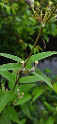 Ceropegia lawii (Ceropegia lawii) plant