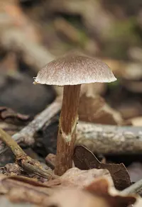 pine pelargonium webcap