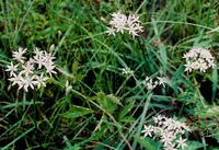 Little River Canyon onion (Allium speculae) plant