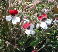 Tricolour Storksbill