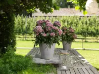 Dianthus barbatus in the pot