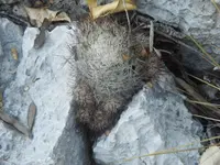 junior Tom Thumb cactus
