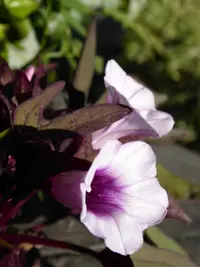 Ornamental Sweet Potato