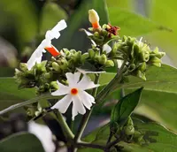 Night-flowering Jasmine