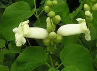 Amphilophium crucigerum