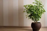 Plant in the pot