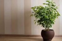 Plant in the pot