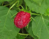 Hibiscus Luna Red (Hibiscus Luna Red) plant