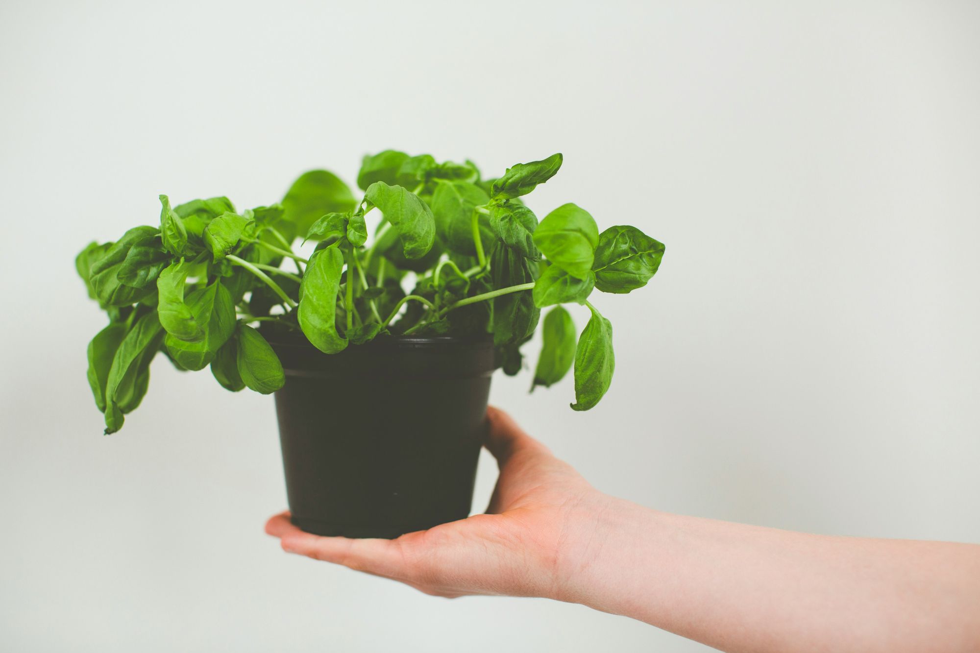 How to Treat Basil Leaves Brown Spots