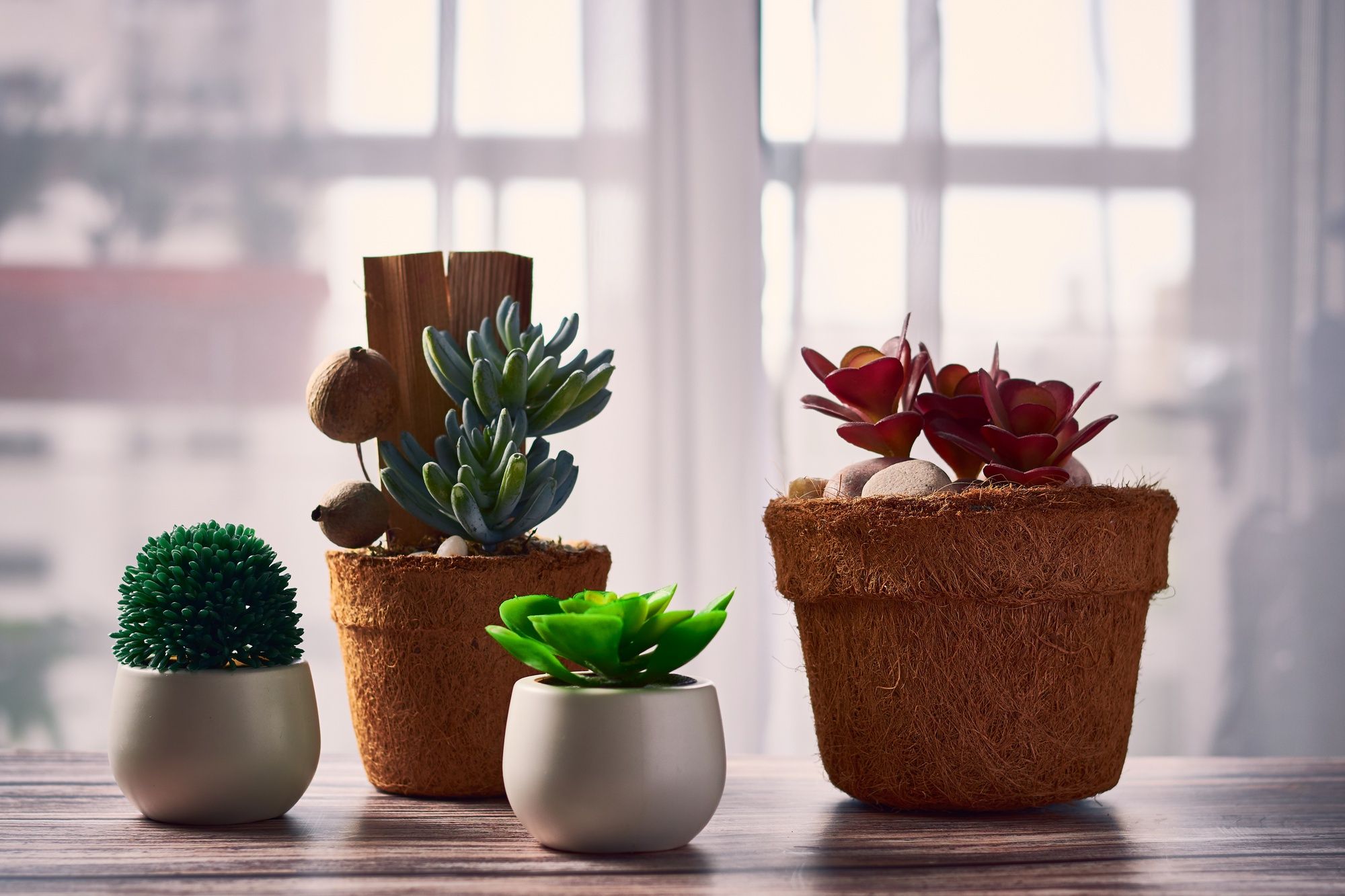 How to Choose Pot Size for Plant Type