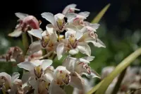 Cymbidium ensifolium