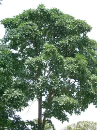 Chinese Fringetree