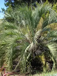 Yatay palm