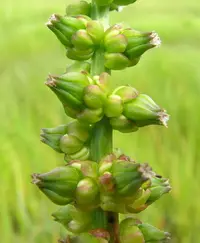 Water Ribbons (Cycnogeton procerum) plant