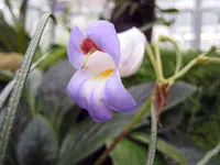 Chinese Chirita (Primulina dryas) plant