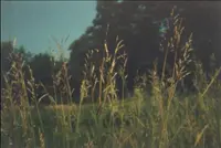Caucasian bluestem
