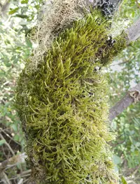 California alsia moss (Alsia californica) plant