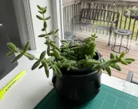 Delosperma echinatum