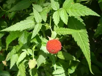 West Indian raspberry (Rubus rosifolius) plant