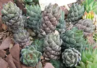 Crowded Haworthia