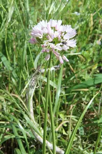 Pink Garlic (Allium trifoliatum) plant