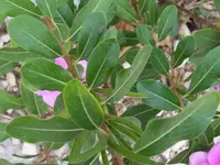 Catharanthus roseus leaf