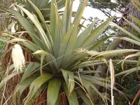 Mountain cabbage tree