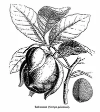African crabwood (Carapa procera) plant