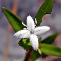 Virginia buttonweed (Diodia virginiana) plant